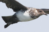 Pomarine Jaeger, March 4, 2010