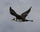 Pomarine Jaeger, 2/19/12, WBA Hackberry Beach Quad