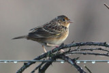 Grasshopper Sparrow, Laf CBC, 12/30/11
