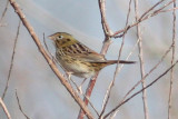 Henslows Sparrow #2, Laf CBC, 12/30/11