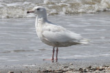 Glaucous Gull, Holy Beach, 3/17/12