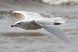 Glaucous Gull, Holy Beach, 3/17/12