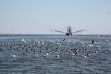Raft of mixed gulls behing boat