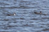 Two Pomarine Jaegers on the water