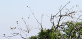 Dickcissels, Cameron Parish, 4/21/12