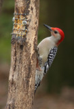 Red.bellied Woodpecker 02. patton.jpg