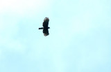 Spizaetus tyrannus.jpg