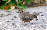 Columbina passerine.jpg