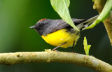 Myioborus miniatus.jpg