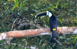 Ramphastos tucanes.jpg
