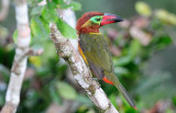 Selenidera reinwardtii female.jpg