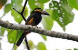 Selenidera reinwardtii male.jpg