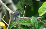 Herpsilochmus dugandi female.jpg