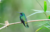 Colibri thalassinus.jpg