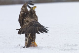 Pygargue immature ailes ouvertes #8587.jpg