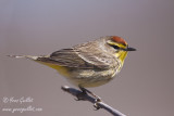 Paruline  couronne rousse #6042.jpg