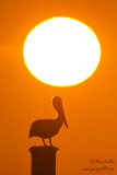 Plican brun au lever du soleil #3237.jpg