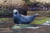 Phoque gris femelle #5729.jpg