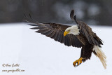Pygargue adulte atterrissant #8649 - 2.jpg