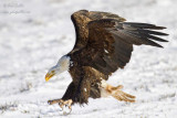 Pygargue adulte atterrissant #3144.jpg