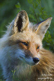 Renard - portrait adulte #7746.jpg