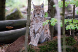 Lynx 2.jpg