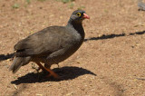 RED-BILLED FRANCOLIN