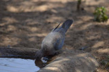 LAUGHING DOVE