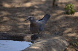 LAUGHING DOVE