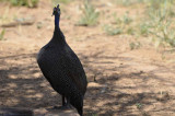 HELMETED GUINEAFOWL