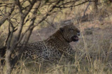 MALE LEOPARD