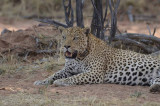 MALE LEOPARD