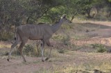 KUDU