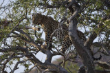 FEMALE LEOPARD