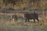 FEMALE AND MALE LEOPARD CUB