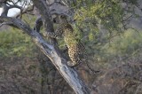 MALE LEOPARD CUB