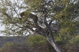 FEMALE LEOPARD AND MALE CUB