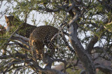 FEMALE LEOPARD AND MALE CUB