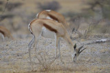 SPRINGBOK