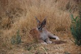 CARACAL