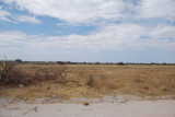 AT ETOSHA