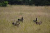 20120508125336Phinda00557.jpg