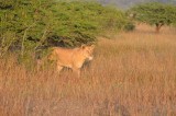 20120509065404Phinda01240.jpg