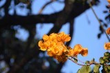 20120509162258Phinda02313.jpg