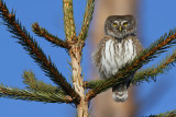 Sparvuggla - Pygmy Owl (Glaucidium passerinum)