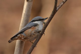 Ntvcka - Nuthatch (Sitta europaea)