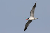 Skrntrna - Caspian Tern (Hydroprogne caspia)