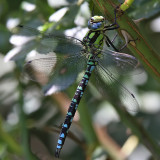 Blågrön mosaikslända - Blue Darner (Aeshna cyanea)