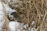 Brunsångare - Dusky Warbler (Phylloscopus fuscatus)