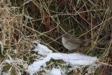 Brunsångare - Dusky Warbler (Phylloscopus fuscatus)